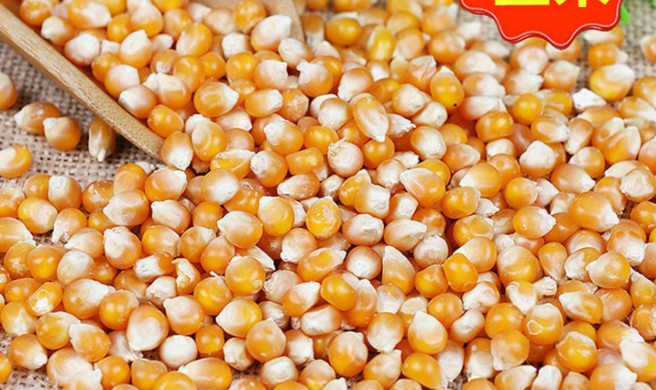 生產(chǎn)飼料用玉米 玉米飼料磨粉機 生產(chǎn)飼料用玉米 玉米飼料磨粉機